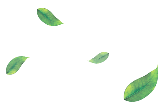 leaf png